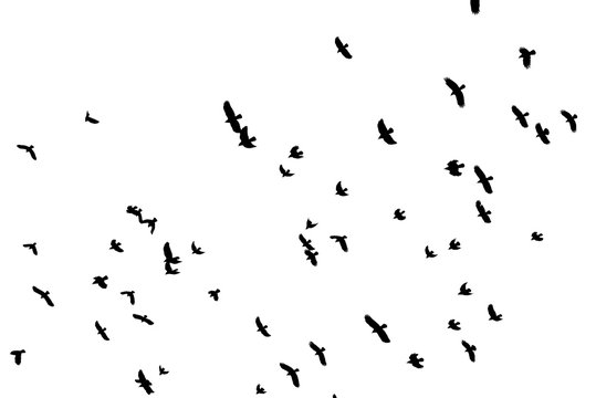 Flock of black birds on white sky.