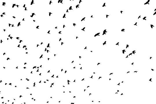 Large flock of black birds on white sky.