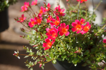 Globe amaranth flowers.
