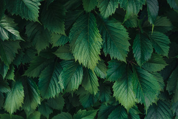 Green leaves pattern background, Natural background and wallpaper