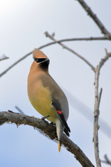 Cedar waxwing perched on branch looking back