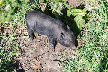 wild boar in garden