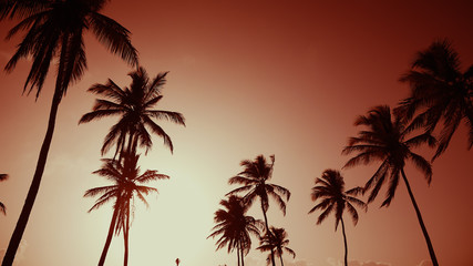 Obraz na płótnie Canvas Silhouettes of paradise palms against the sunset sky. Sunny evening on the beach. Fairy sky dawn. Summer sunset on the palm beach of the Indian Ocean.
