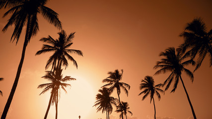 Naklejka na ściany i meble Yellow sunset palm trees and sky background. Amazing evening sky Hawaii. Palm trees against red sunset sky. Summer on a beautiful beach island. The big yellow sun sets over horizon. Hawaii palms beach