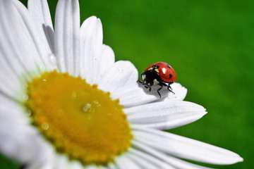 Obraz premium Small red ladybug crawling on white daisy petal on blurred green background. Close up. Selective focus