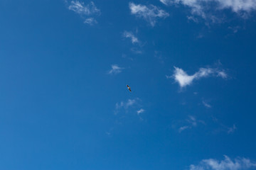 blue sky with flying Seagull