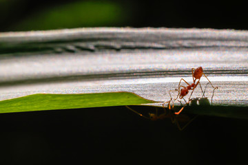 Behavior of ant.Worker ant are there walking in green leave with in black background.