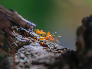 Behavior of ants.Worker ants are there working.