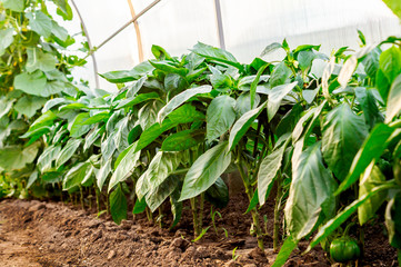 Bulgarian sweet pepper seedlings growing in the greenhouse. The concept of growing healthy food and organic products