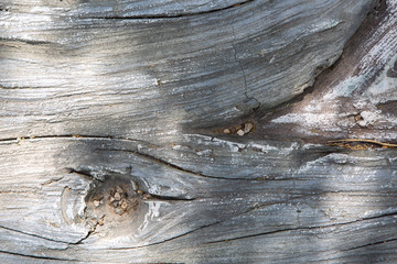 Wooden background, wood texture close-up