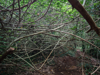 Web of bamboo
