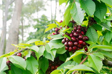 Cherries on a tree closeup