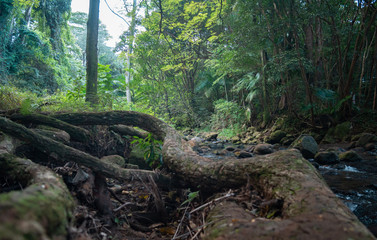 Fototapeta premium Big roots on a creek bank 
