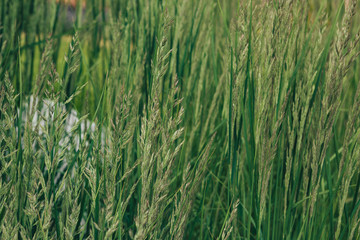 ears of green field grass, natural background
