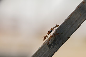 Silhouette picture behavior of ants.Worker ants are there working.