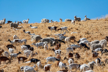 Goats chew through flammable grass on hill to prevent brush fire and keep wildfire risk down. Environmentally friendly brush control and wildfire prevention by grazing goats.