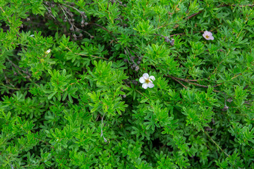 Green leaves pattern background, Natural background and wallpaper