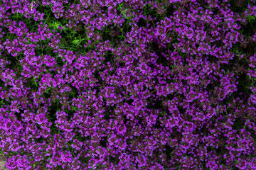 natural background. Purple flowers