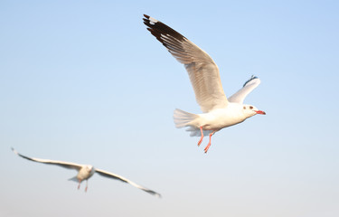 Seagulls flying in the sky at sunset.