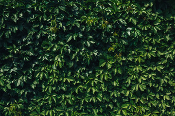 Green leaves pattern background, Natural background and wallpaper