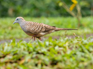 Zebra Dove Running in green grass