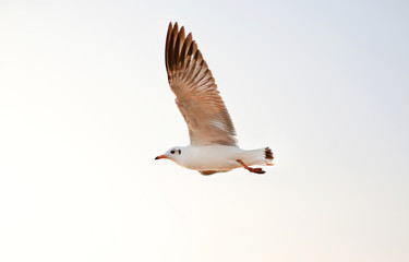 One seagull flying in the sky