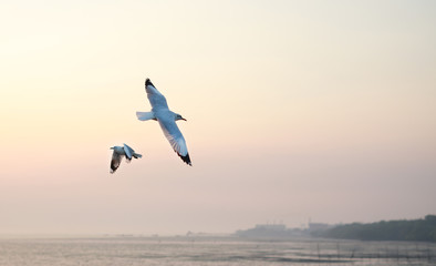 Fototapeta na wymiar Seagulls flying in the sky at sunset.
