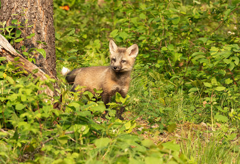 Cross fox and kits (Silver & Cross)
