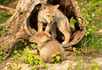 Coyote Pups