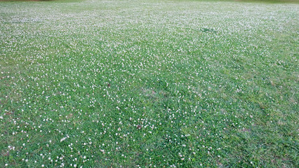 A wide field full with white wild flowers in spring.