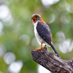 White-rumped Falcon Bird