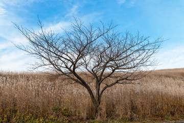 Leafless tree in the grass field with blue sky.