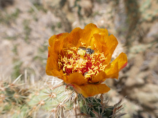 Bright orange buckhorn cholla cactus, Cylindropuntia acanthocarpa, blossom with a bee nestled in the red stamens 