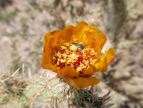 Bright orange buckhorn cholla cactus, Cylindropuntia acanthocarpa, blossom with a bee nestled in the red stamens