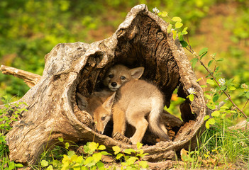 Coyote Pups