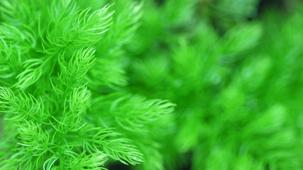 Close up Asparagus fern with natural green blurred background. Groundcover and ornamental plant. Selective focus and Copy Space.