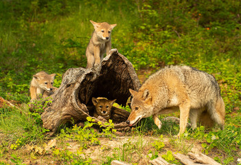 Coyote mother & pups