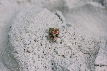 crab on sand