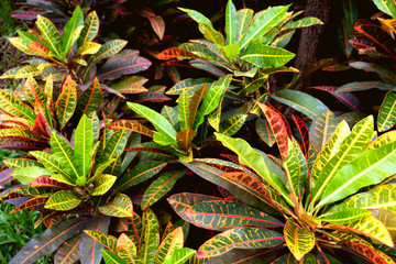 Multicolored leaves pattern of Croton plants (Codiaeum Variegatum) in the tropical ornamental garden © Hatori_Shisuka