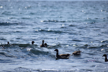 沖に漂うコクガン