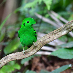 Green Broadbill Bird