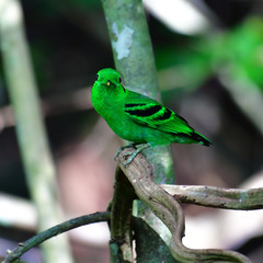 Green Broadbill Bird