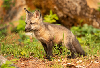 Cross fox and kits (Silver & Cross)