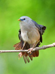 Chestnut-tailed Starling Bird