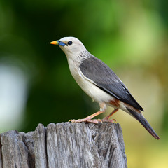 Chestnut-tailed Starling Bird