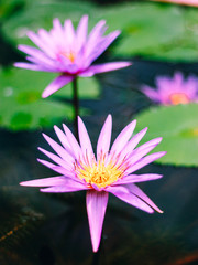 lotus in pond