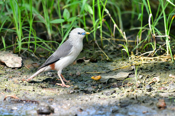 Chestnut-tailed Starling Bird