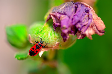 Closeup of European firebug on flower withering away taken with shallow depth of field.