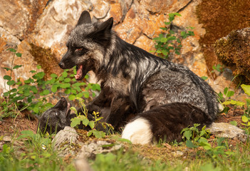 Silver fox and kit