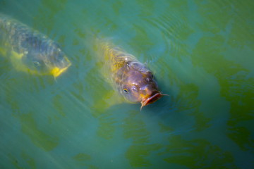 fish in the pond